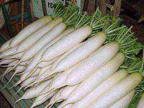 best grade of radish