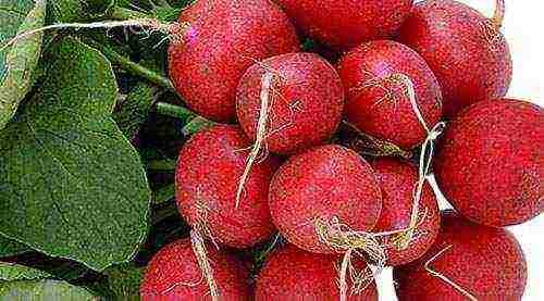 best grade of radish