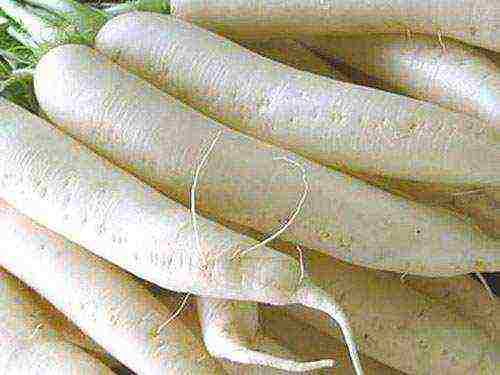 best grade of radish