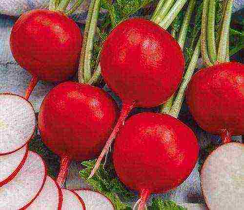 best grade of radish