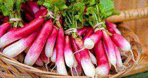 best grade of radish