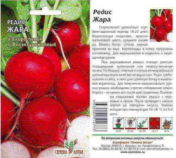 best grade of radish