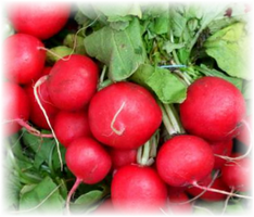 best grade of radish