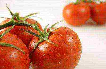 the best variety of tomato