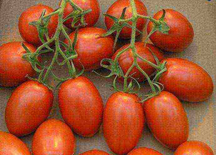 the best variety of tomato