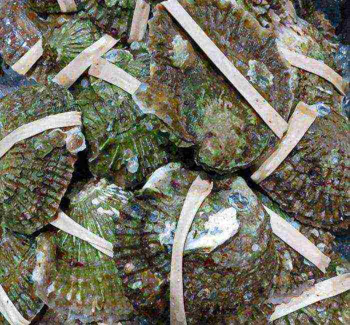 ang pinakamahusay na grado ng mga talaba