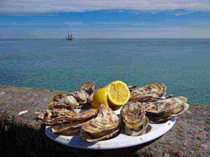 the best grade of oysters