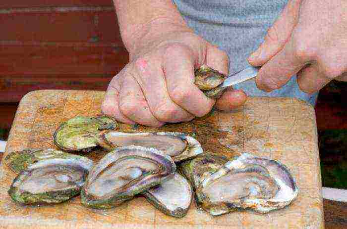 the best grade of oysters