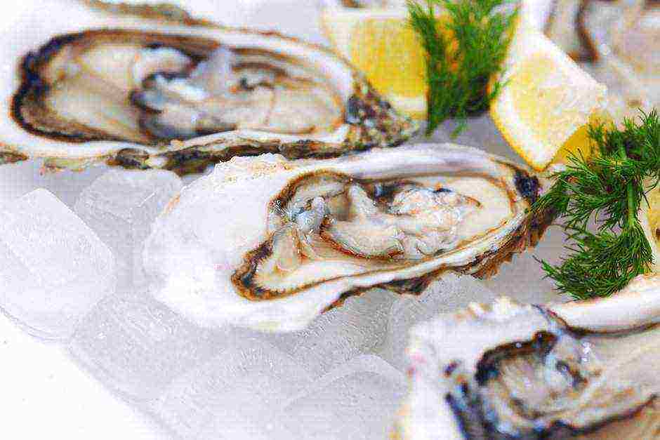 the best grade of oysters