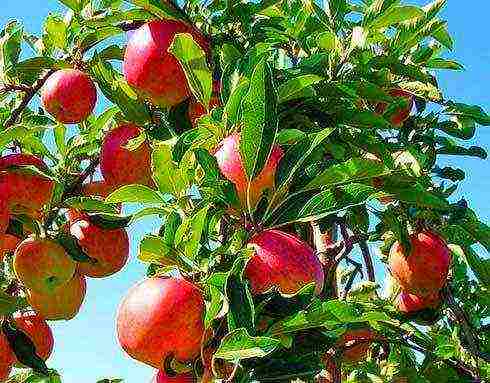 the best variety of apple trees