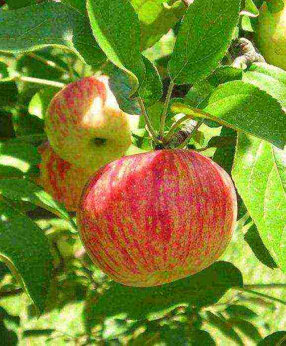 the best variety of apple trees