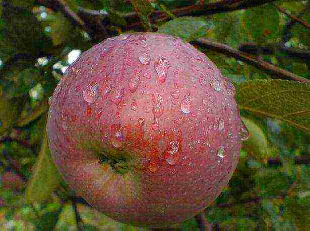 the best variety of apple trees