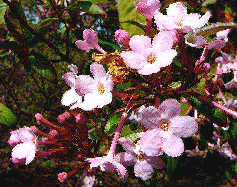 luculia gratissima luculia is excellent to grow from seed