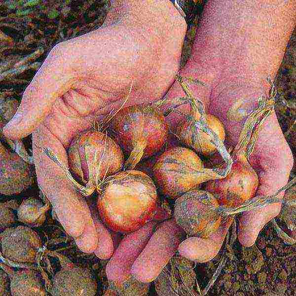 onion on a feather planting and care in the open field