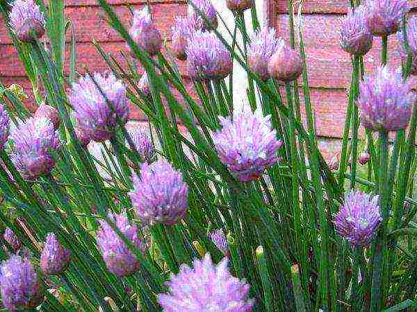 onion on a feather planting and care in the open field