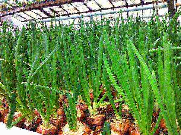 onions on a feather planting and care in the open field in spring