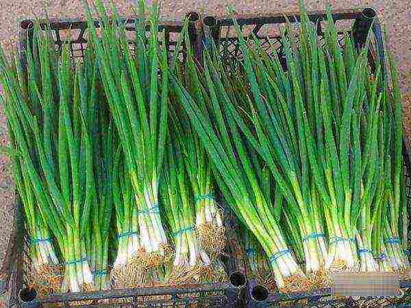 onions on a feather planting and care in the open field in spring