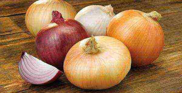 onion on a feather planting and care in the open field in spring