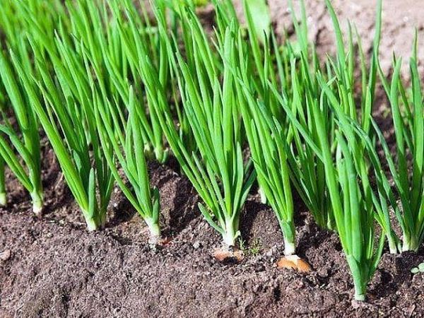 onion on a feather planting and care in the open field in spring