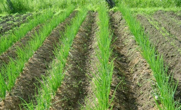 onions on a feather planting and care in the open field in spring