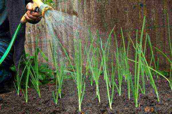 onion on a feather planting and care in the open field in spring