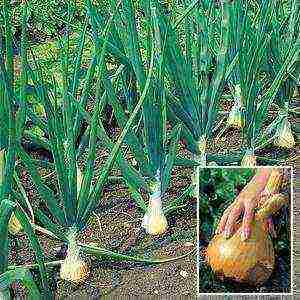 onion sets planting and care in the open field for the winter