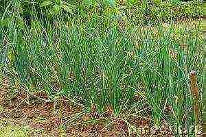 onion sets planting and care in the open field for the winter