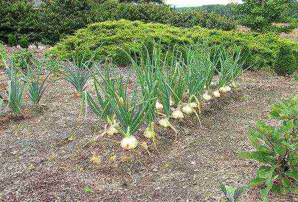 onion sets planting and care in the open field for the winter