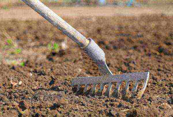 onion sets planting and care in the open field for the winter