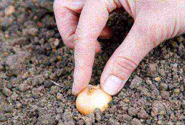 onion sets planting and care in the open field for the winter