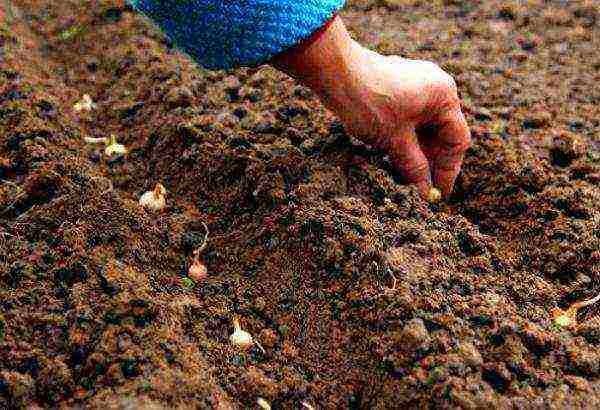 onion sets planting and care in the open field for the winter