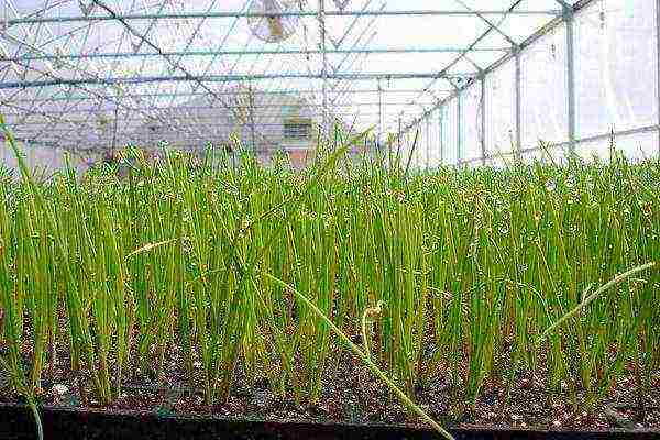 onion sets planting and care in the open field for the winter