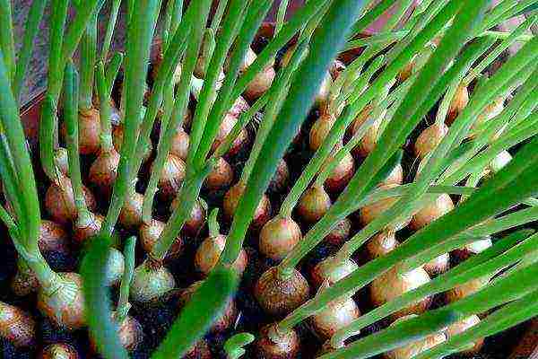 onion sets planting and care in the open field in autumn