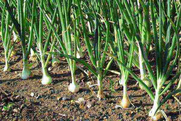 onion sets planting and care in the open field in autumn