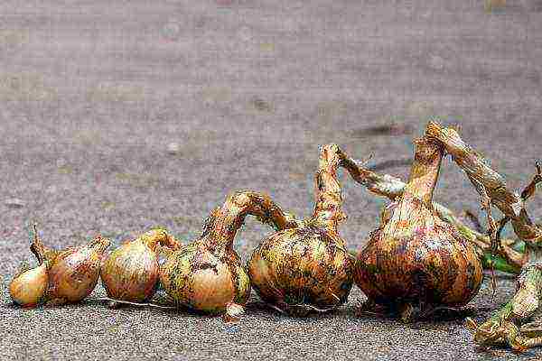 onion sets planting and care in the open field in autumn