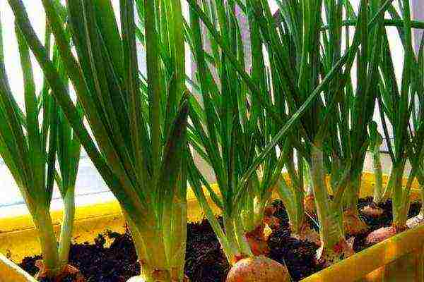 onion sets planting and care in the open field in autumn