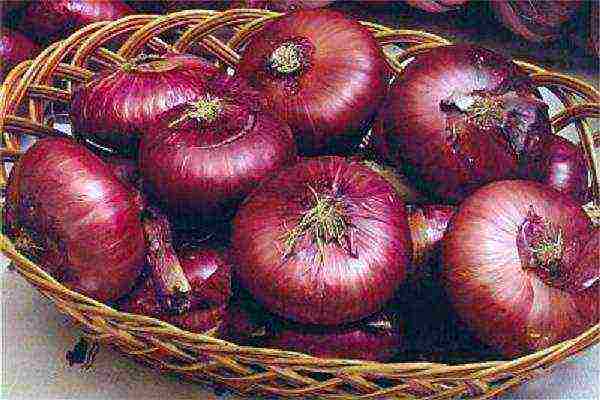 onion sets planting and care in the open field in autumn