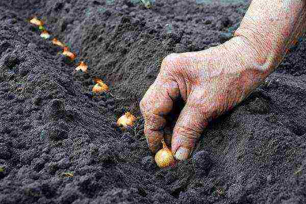 onion sets planting and care in the open field in autumn