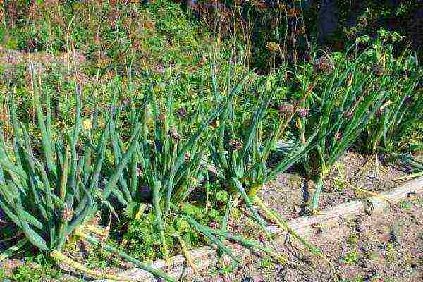 onion sets planting and care in the open field in autumn