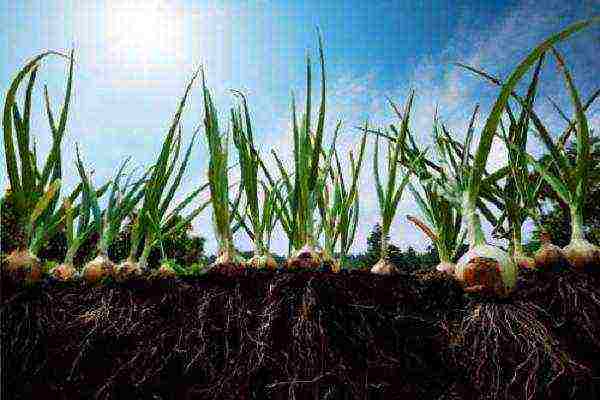 onion sets planting and care in the open field in autumn