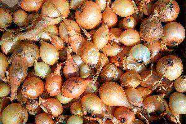 onion sets planting and care in the open field in autumn