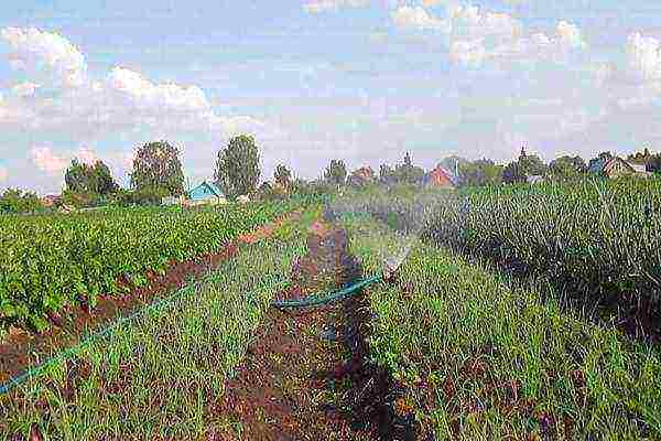 onion sets planting and care in the open field in autumn