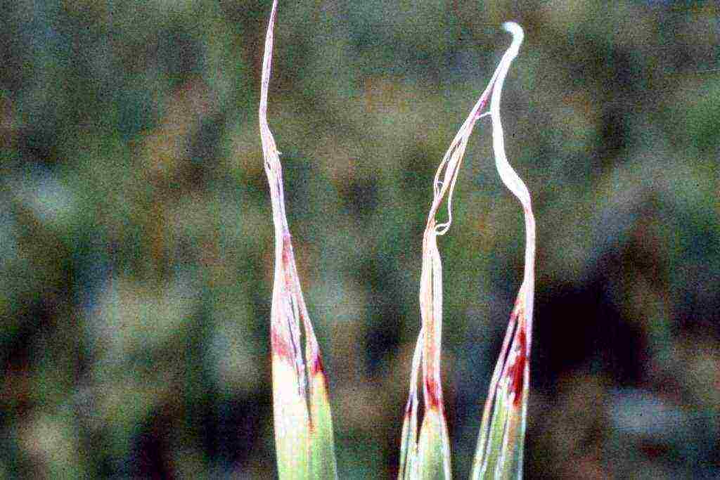 onion sets planting and care in the open field in autumn