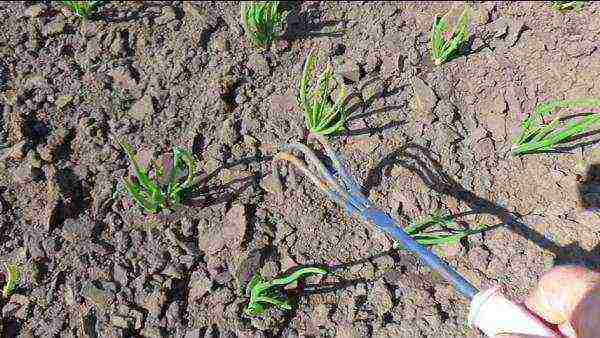 onion sets planting and care in the open field in autumn