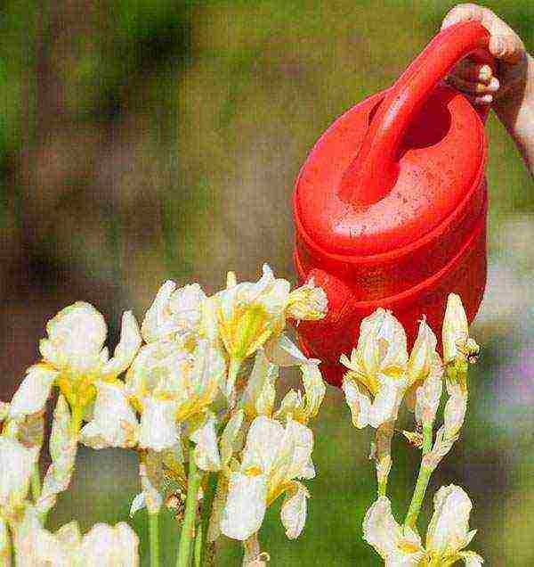 bulbous irises planting and care in the open field in spring