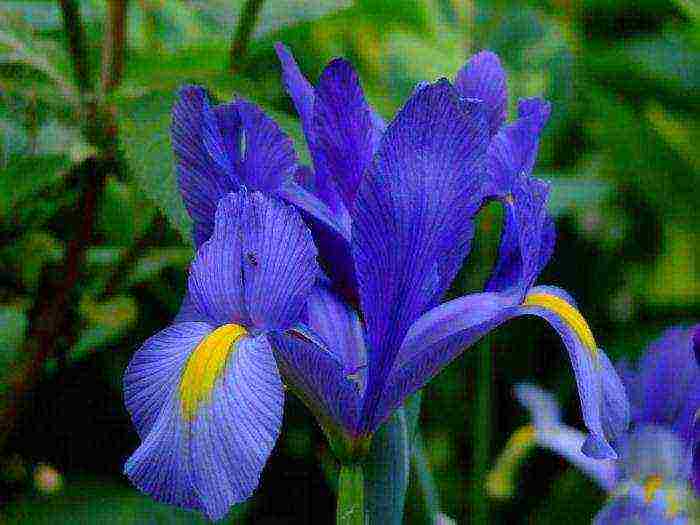 bulbous irises planting and care in the open field in spring