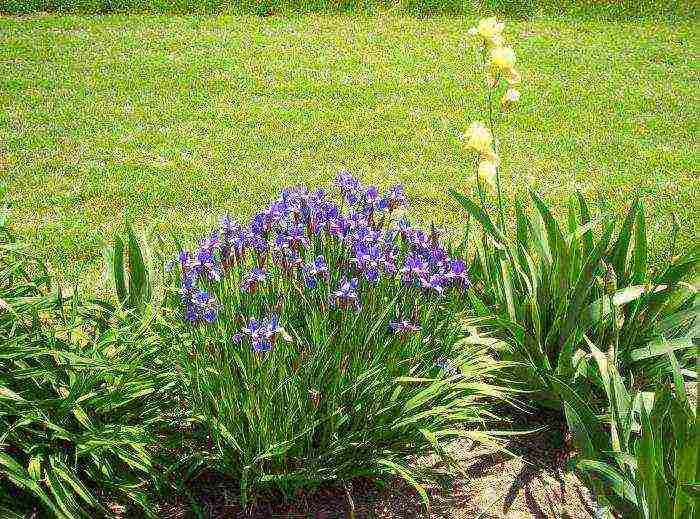 bulbous irises planting and care in the open field in spring