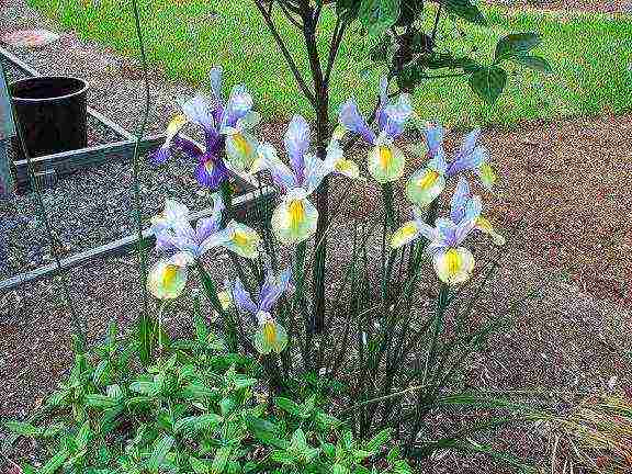 bulbous irises planting and care in the open field in spring