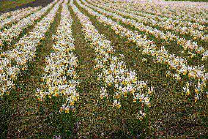 bulbous irises planting and care in the open field in spring