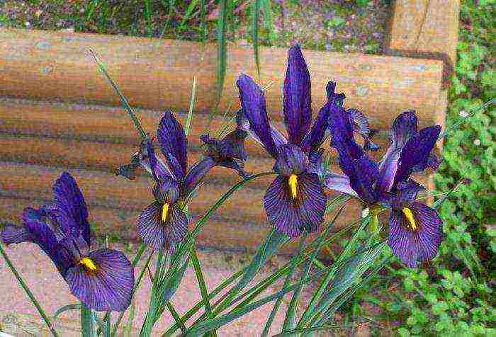 bulbous irises planting and care in the open field in spring